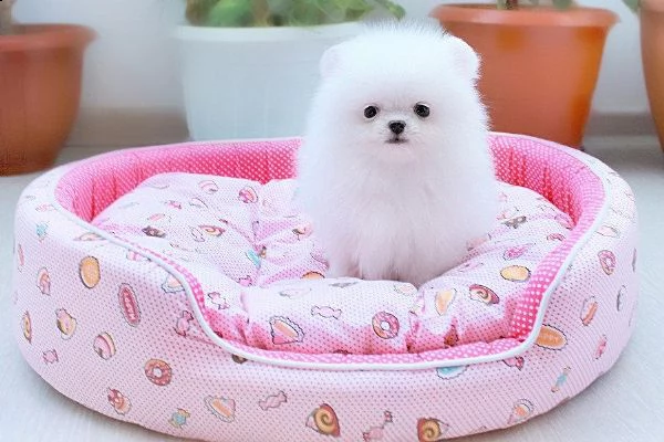 mini teacup pomerania