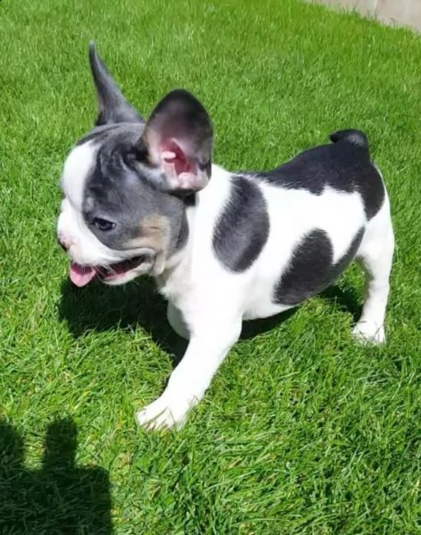 bouledogue francese pedigree enci/fci 