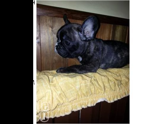  bouledogue francese (bulldog) 