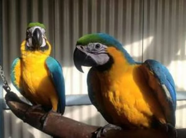 ara maschio e femmina blu e oro con gabbia grande | Foto 0