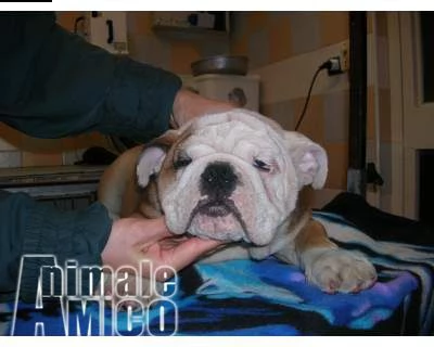  bulldog inglese cuccioli 