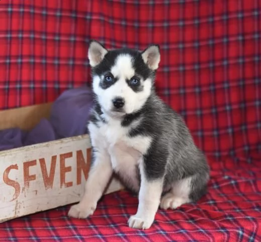 amichevoli cuccioli di siberian husky