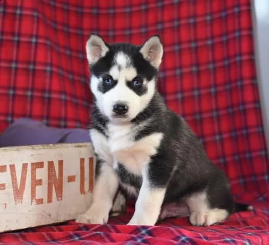 amichevoli cuccioli di siberian husky | Foto 1