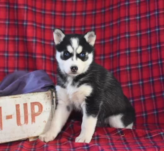 amichevoli cuccioli di siberian husky | Foto 0