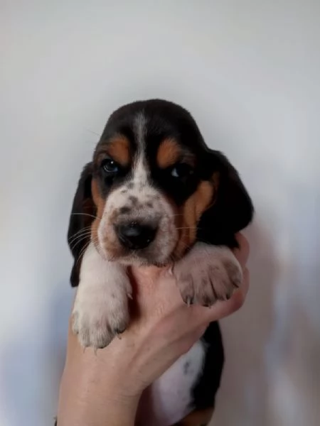 Disponibili cuccioli di Bassethound