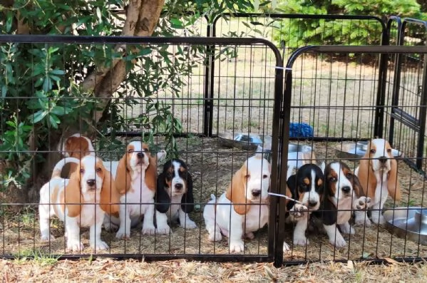 Disponibili cuccioli di Bassethound | Foto 6