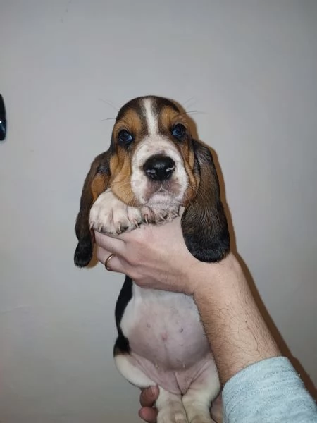 Disponibili cuccioli di Bassethound | Foto 5