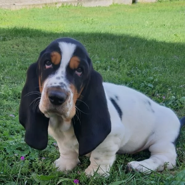 Disponibili cuccioli di Bassethound | Foto 4
