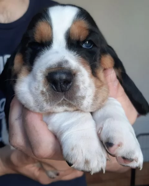 Disponibili cuccioli di Bassethound | Foto 3