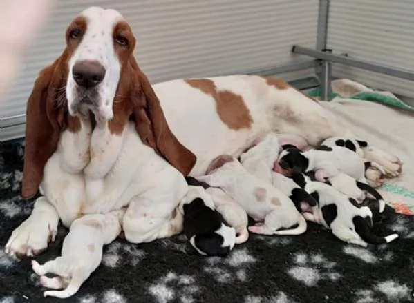 Disponibili cuccioli di Bassethound | Foto 2