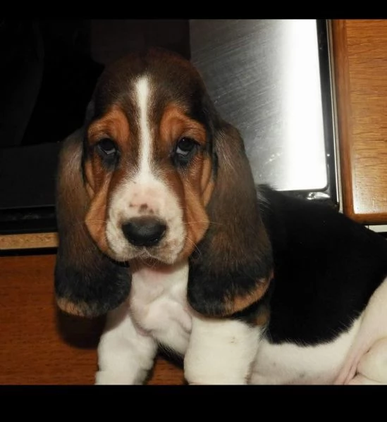 Disponibili cuccioli di Bassethound | Foto 1