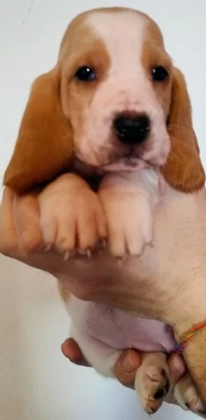 Disponibili cuccioli di Bassethound | Foto 0