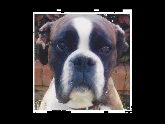 adozione boxer art&ugrave; 6 anni aiutami boxer rescue