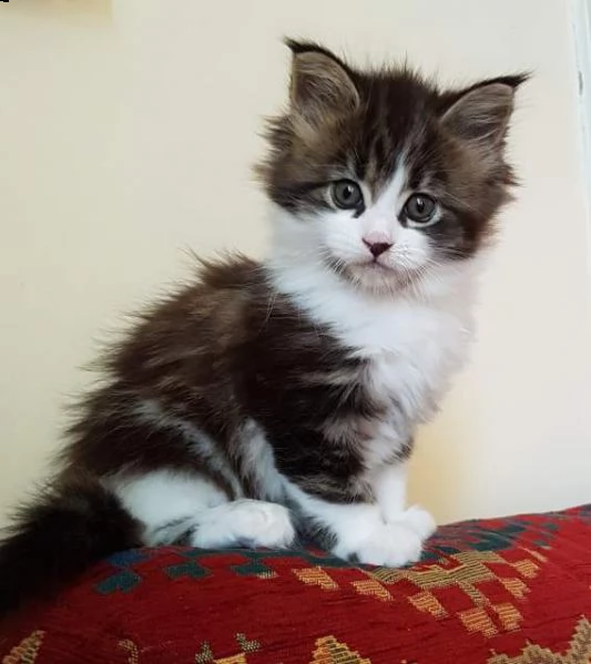 due maine coon di 2 mesi maschio e femmina | Foto 0