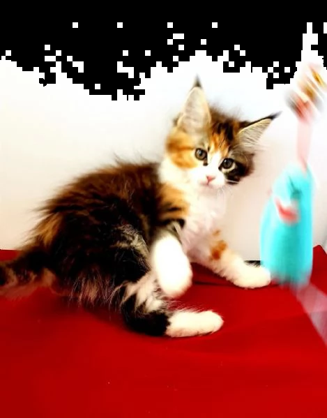 due maine coon di 2 mesi maschio e femmina