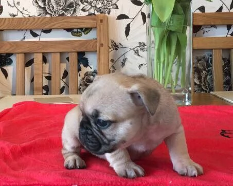 cuccioli carlino razza pura | Foto 0