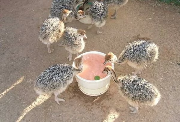 uova di struzzo e pulcini