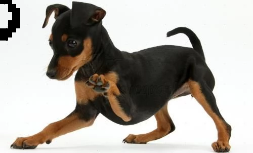  cuccioli pinscher toy 