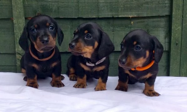 cuccioli di bassotto nano | Foto 0