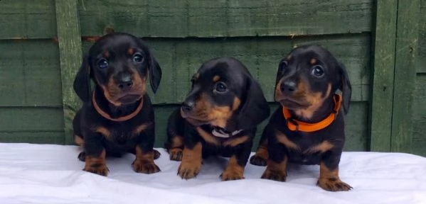 cuccioli di bassotto nano