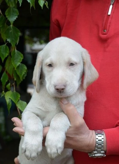 meravigliosi cuccioli di weimaraner | Foto 0