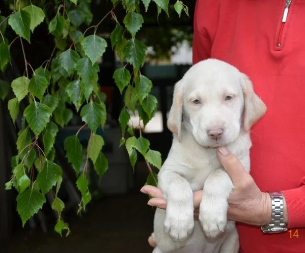 meravigliosi cuccioli di weimaraner