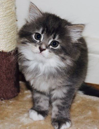 maine coon anfi pedigree