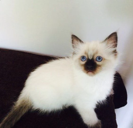 gattini sacro di birmania anfi | Foto 0