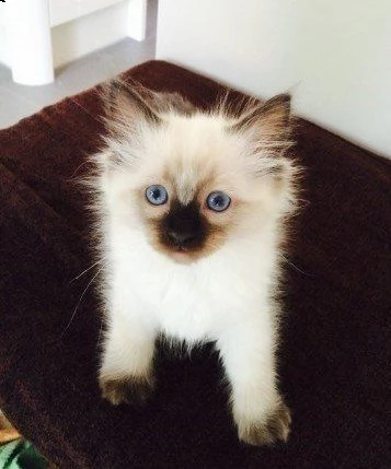 gattini sacro di birmania anfi