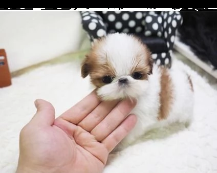 shih-tzu maschi e femmine