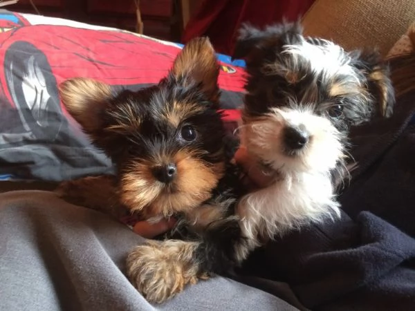yorkshire terrier toy