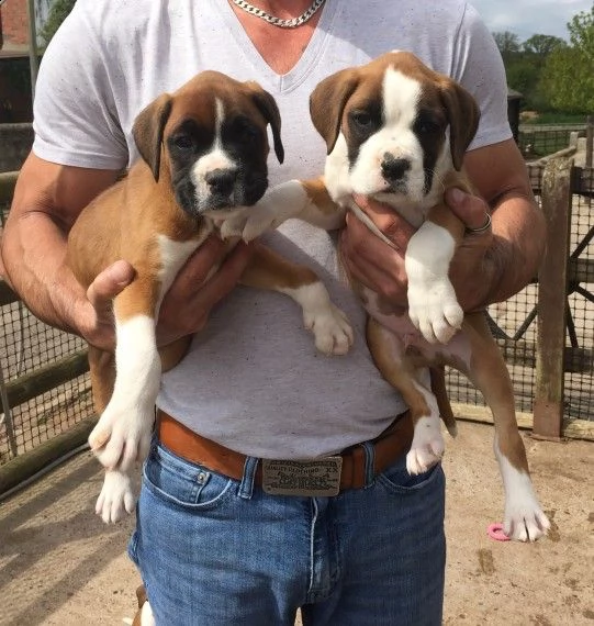 boxer tricolor