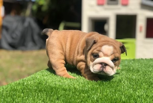 bulldog inglese 3 mesi