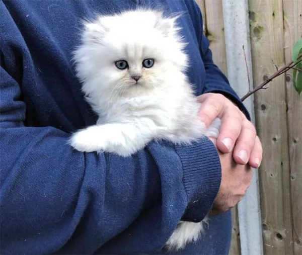 splendida chinchilla gattini
