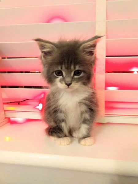 maine coon gattini | Foto 0