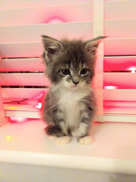 maine coon gattini