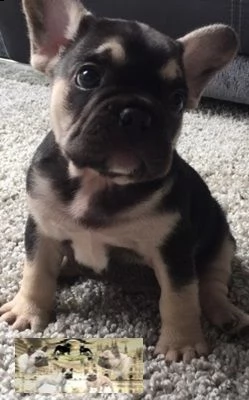 0ttimi cuccioli di bulldog francese | Foto 3