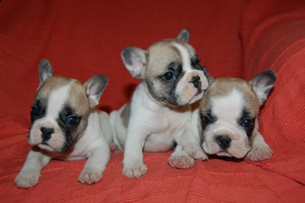 0ttimi cuccioli di bulldog francese | Foto 2