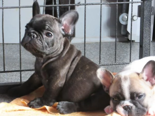 0ttimi cuccioli di bulldog francese