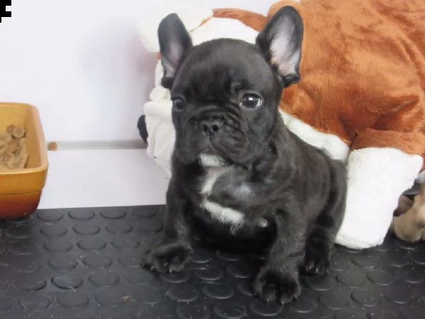 0ttimi cuccioli di bulldog francese | Foto 1