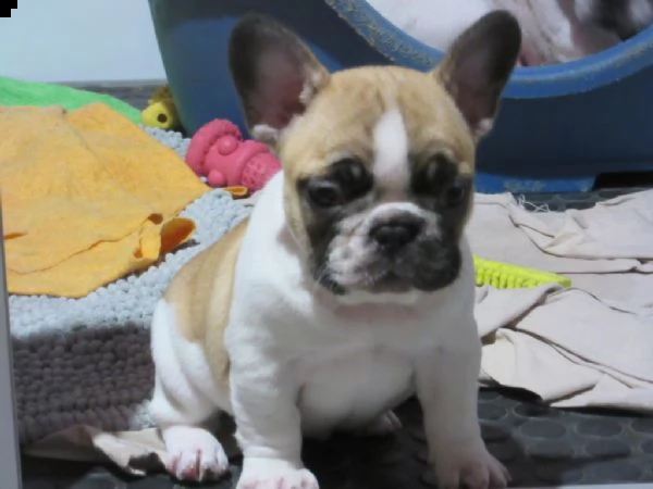 0ttimi cuccioli di bulldog francese | Foto 0