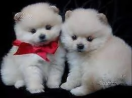 disponiamo cucciolotti spitz pomerania sani graziosi e puri di alta geneologia