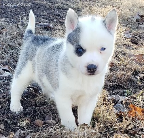  cucciolo di siberian husky??!! | Foto 0