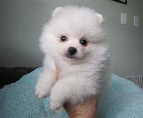 vendo cuccioli volpino pomerania nano dolcissimi e bravissimi di 2 mesi 