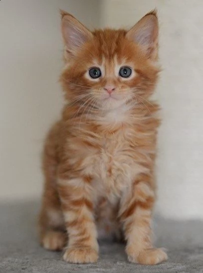 favolosa cucciolata maine coon