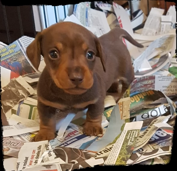 cuccioli di bassotto nano