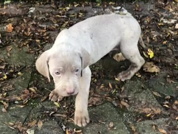 weimaraner argento cuccioli