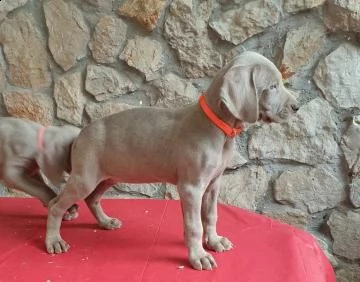 ultimi tre cuccioli di weimaraner con pedigree