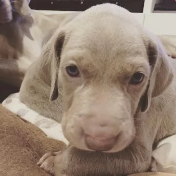 cuccioli di weimaraner 