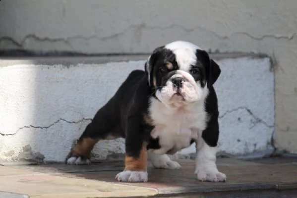 cucciolo bulldog inglese..
